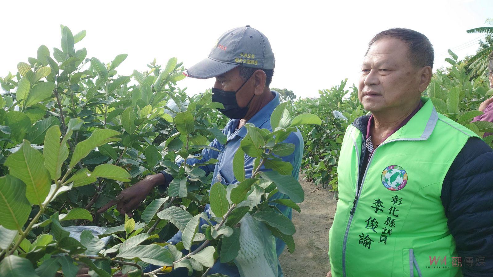 （有影片）／颱風肆虐番石榴產地　災損與小偷侵襲雙重夾擊　芭樂農慘叫苦 - https://www.watchmedia01.com