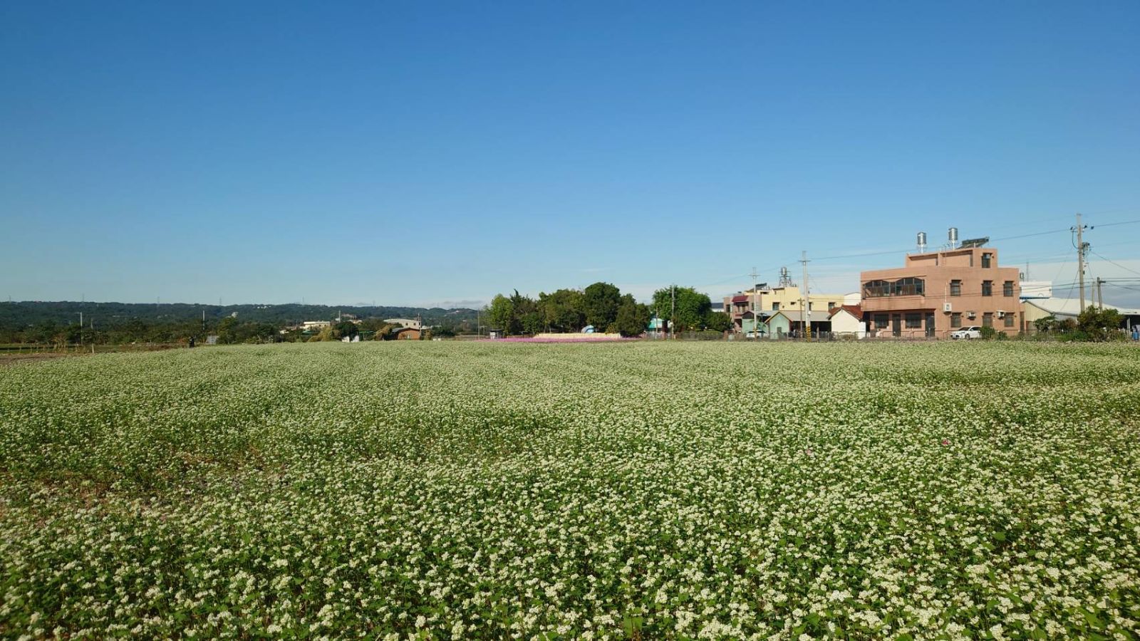 蕎麥花海盛放!烏溪溪尾大橋下的浪漫蕎麥花海成新網紅打卡勝地 - https://www.watchmedia01.com