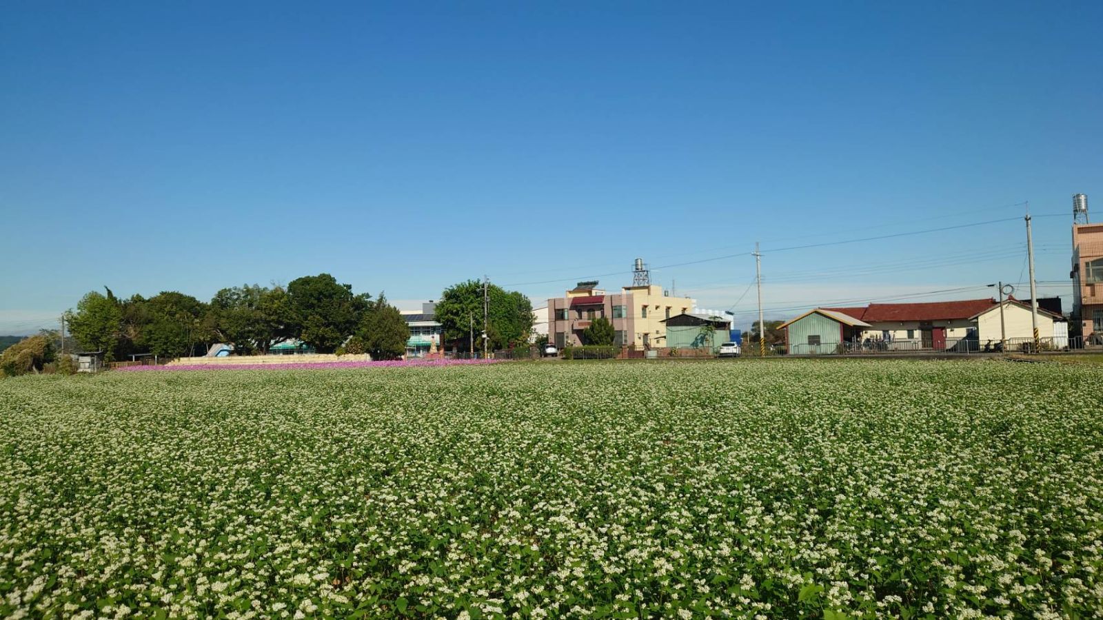 蕎麥花海盛放!烏溪溪尾大橋下的浪漫蕎麥花海成新網紅打卡勝地 - https://www.watchmedia01.com