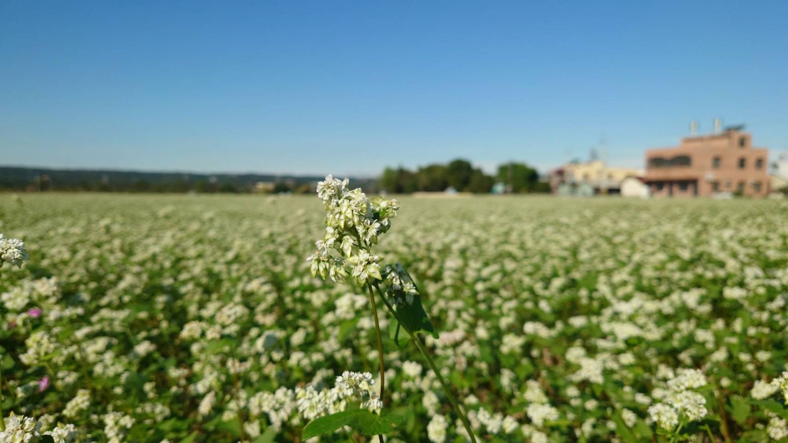 蕎麥花海盛放!烏溪溪尾大橋下的浪漫蕎麥花海成新網紅打卡勝地 - https://www.watchmedia01.com