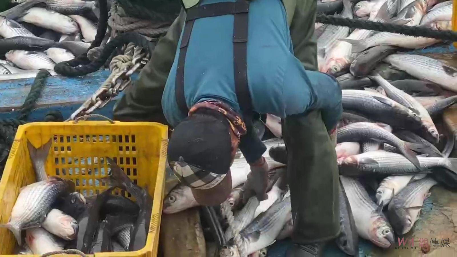 （有影片）／拚年終獎金！線西漁民捕獲洄游烏大船入港　塭仔港買氣火熱 - https://www.watchmedia01.com