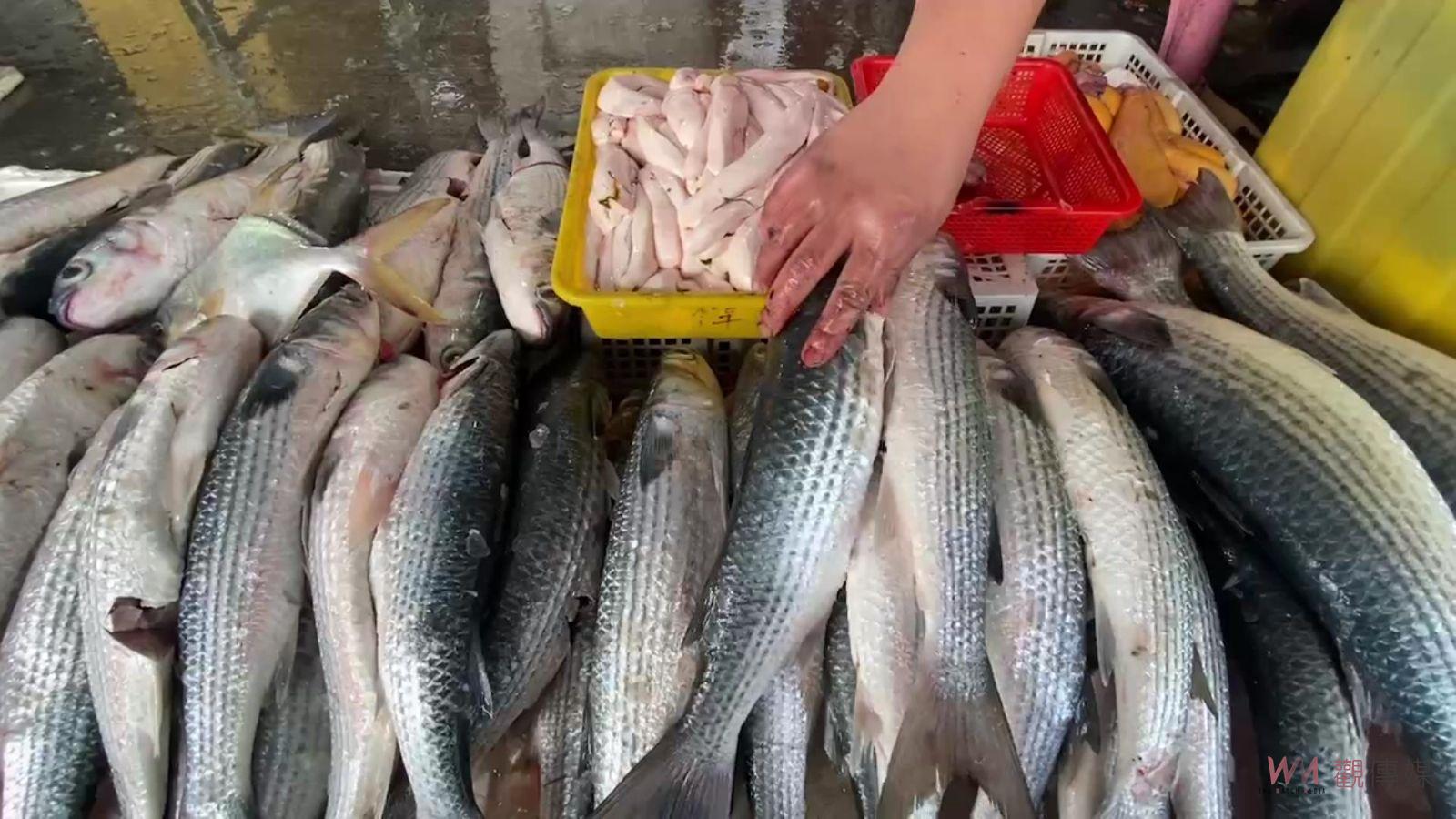 （有影片）／拚年終獎金！線西漁民捕獲洄游烏大船入港　塭仔港買氣火熱 - https://www.watchmedia01.com