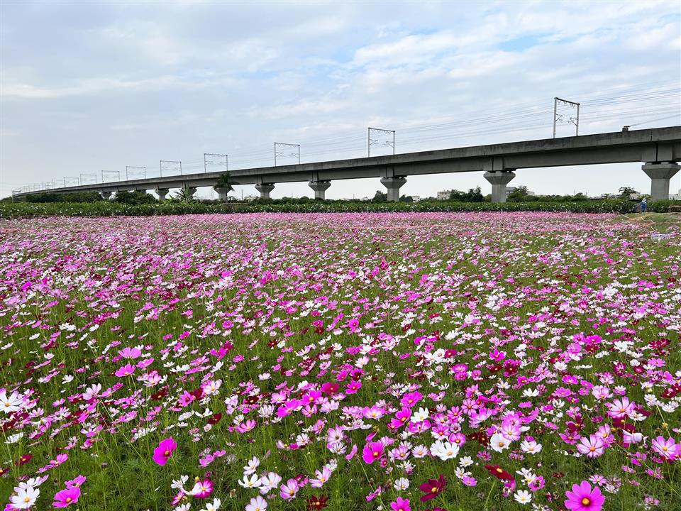 2024春遊彰化！花海盛放270公頃　繽紛花海等你來賞 - https://www.watchmedia01.com
