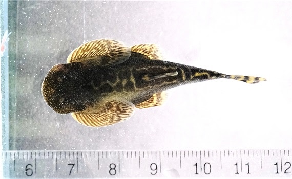 台灣最高的玉山國家公園區內首次發現臺灣特有新種淡水魚類 - https://www.watchmedia01.com