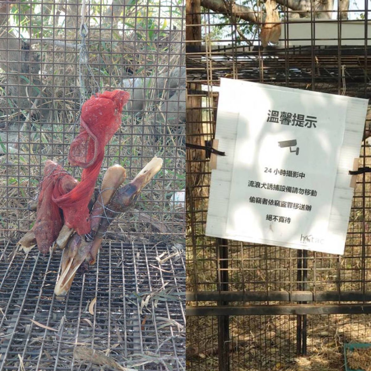 驚！貓羅溪河床驚現綁鴨頭誘捕籠　恐引誘野狗宰殺販售 - https://www.watchmedia01.com