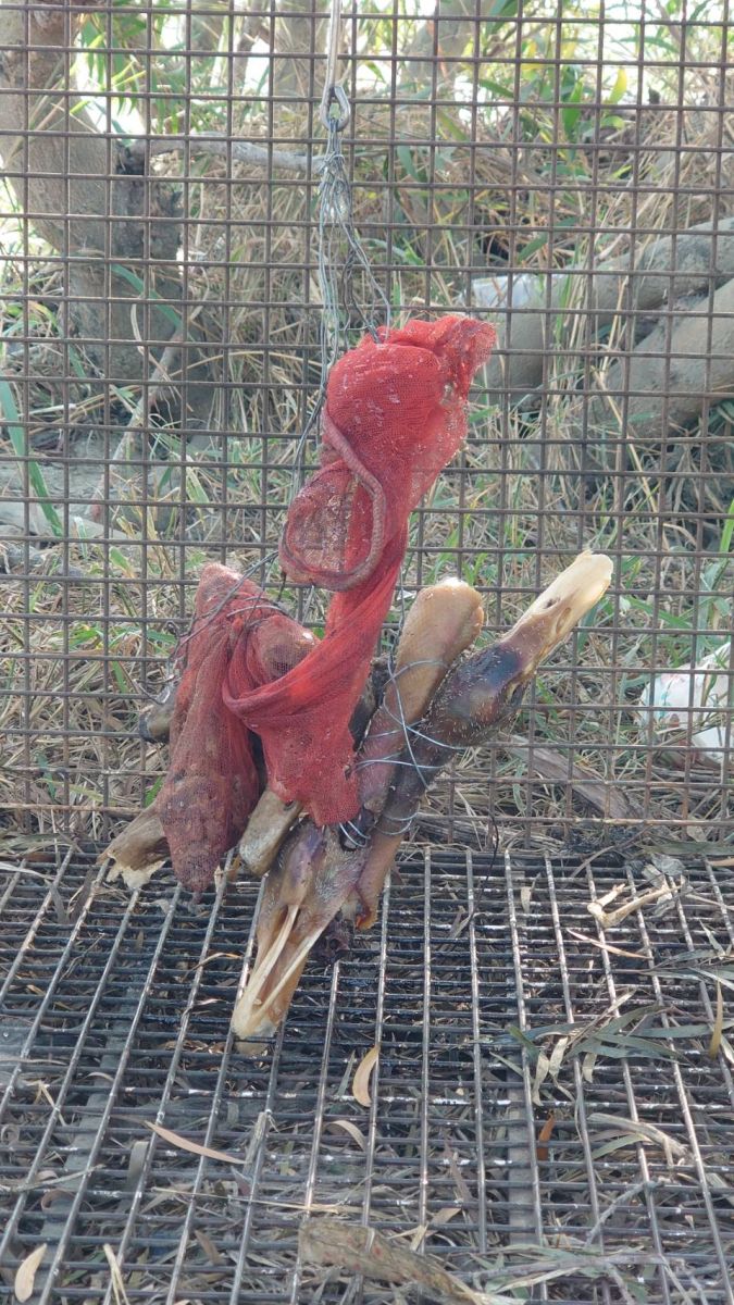 驚！貓羅溪河床驚現綁鴨頭誘捕籠　恐引誘野狗宰殺販售 - https://www.watchmedia01.com