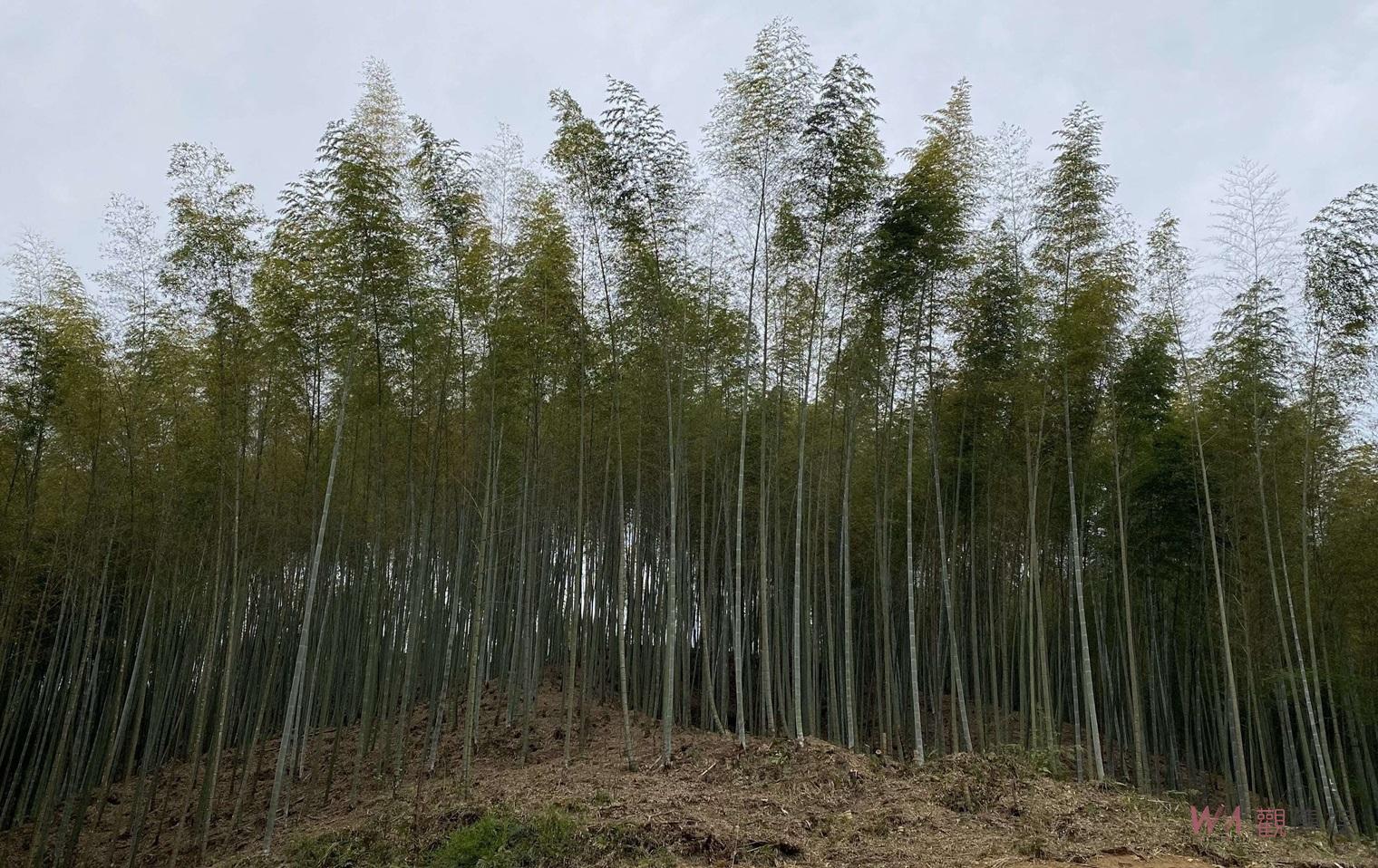 雲縣府先行啟動石壁竹林碳匯　發展竹林固碳增匯因應淨零排放 - https://www.watchmedia01.com