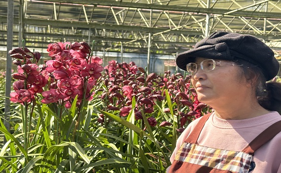 南投縣魚池鄉虎頭蘭賀新年　家中擺盆虎頭蘭 福氣旺旺來!!! - https://www.watchmedia01.com