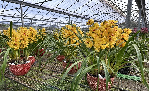 南投縣魚池鄉虎頭蘭賀新年　家中擺盆虎頭蘭 福氣旺旺來!!! - https://www.watchmedia01.com