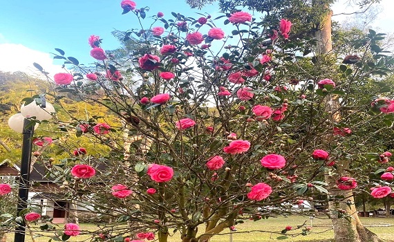日月潭御朝渡假村 WeResort-YourResort甲辰年立春龍騰新生 - https://www.watchmedia01.com