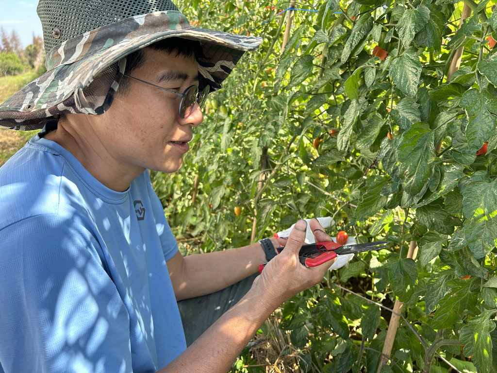 施並賢產出有機聖女小番茄 與蟲鳥共食覺醒農作的最好詮釋 - https://www.watchmedia01.com
