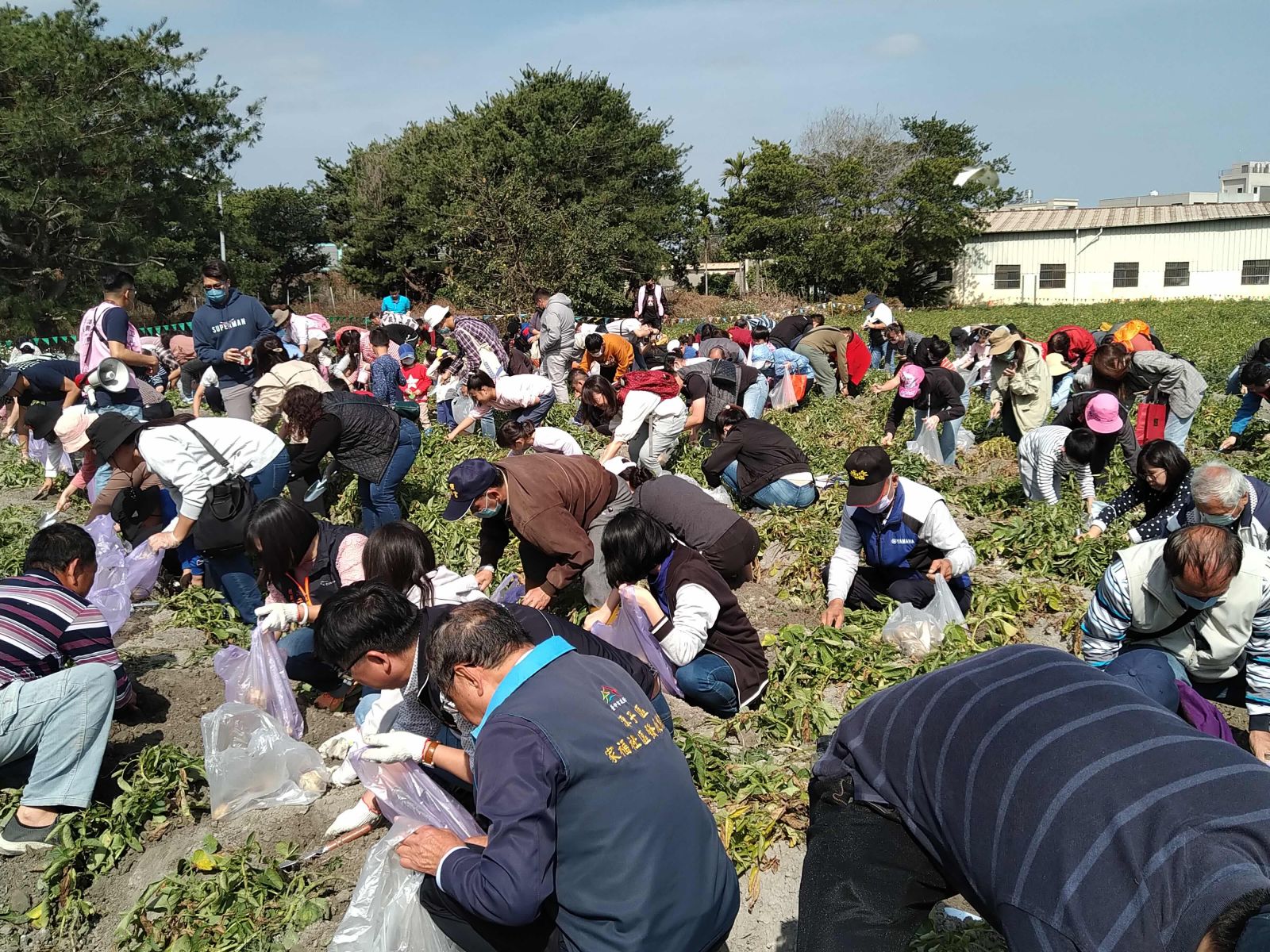 中市搖滾馬鈴薯產業文化推廣 體驗親手挖馬鈴薯！ - https://www.watchmedia01.com
