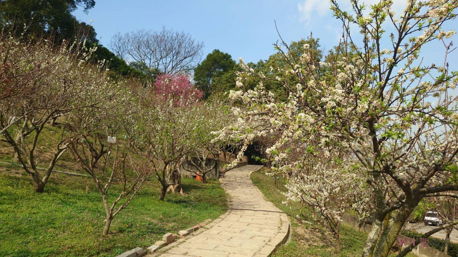 （有影片）／春日浪漫！芬園寶藏寺與花壇虎山巖盛放黃花風鈴木、李花 - https://www.watchmedia01.com