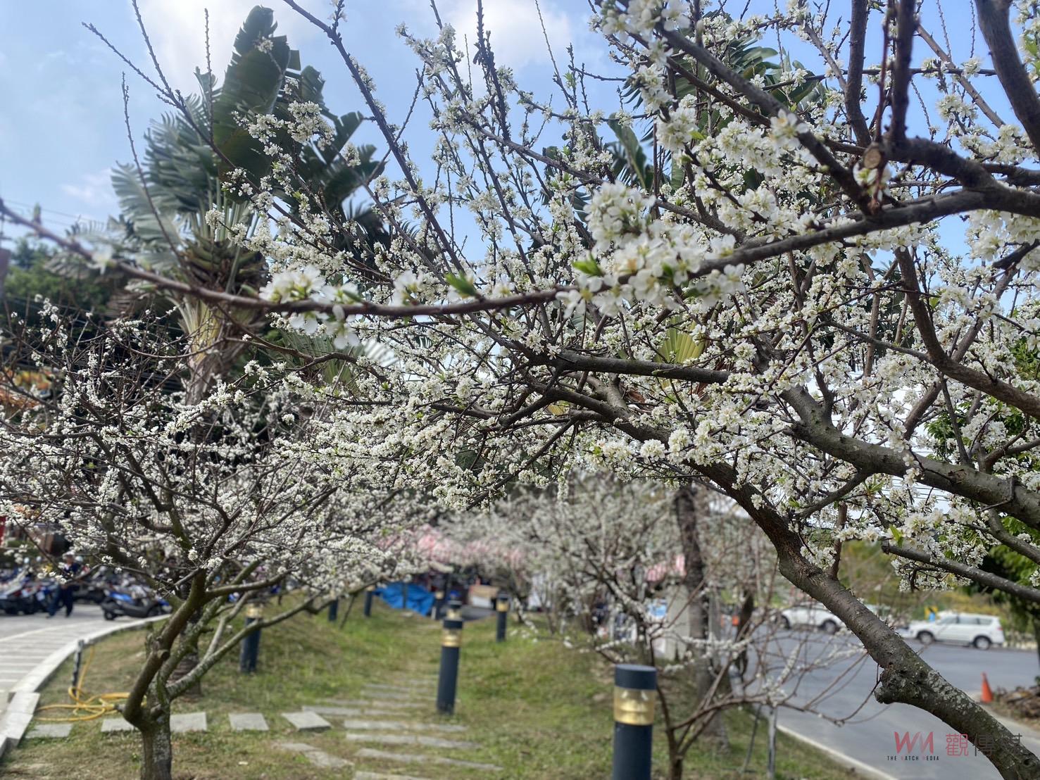 （有影片）／春日浪漫！芬園寶藏寺與花壇虎山巖盛放黃花風鈴木、李花 - https://www.watchmedia01.com