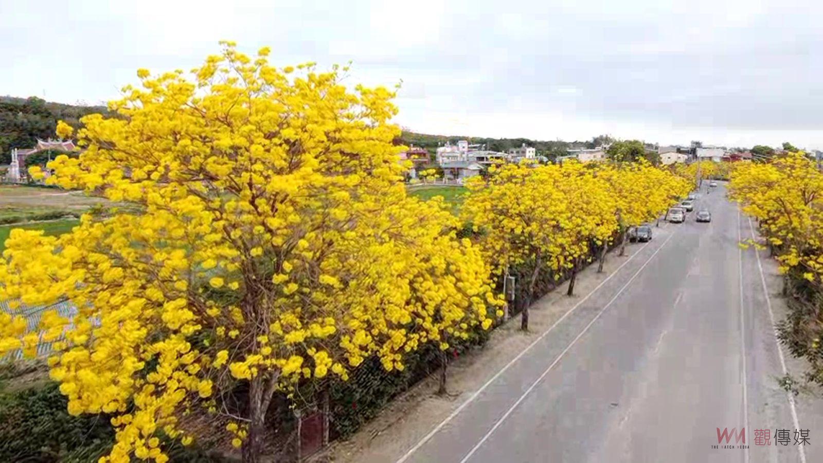（有影片）／春日浪漫！芬園寶藏寺與花壇虎山巖盛放黃花風鈴木、李花 - https://www.watchmedia01.com