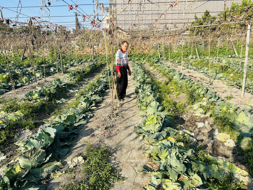 大村農友賴維鎮無農藥開心農場 自採結帳直送餐桌上 - https://www.watchmedia01.com