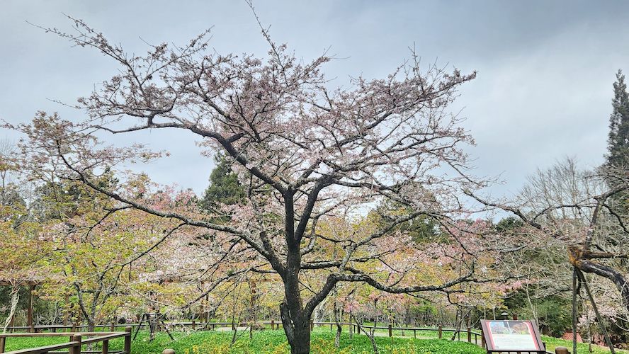 3月10日起阿里山31種櫻花將綻放光彩　假日將管制 - https://www.watchmedia01.com
