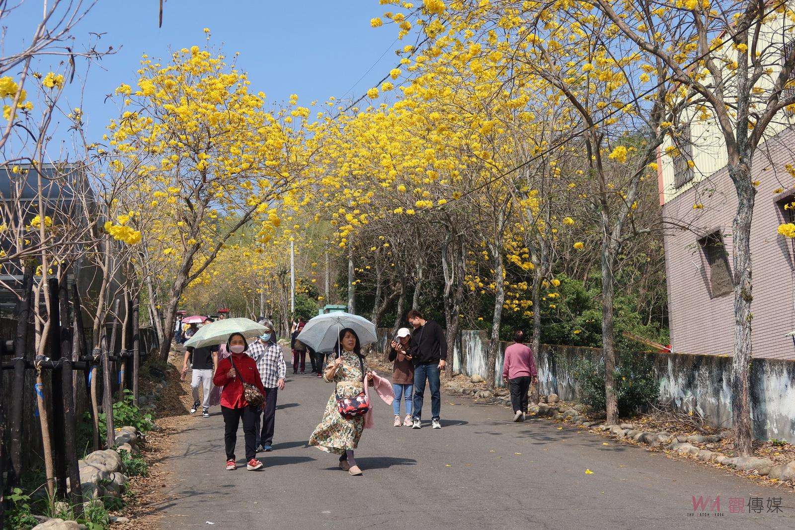 （有影片）／二水坑內坑黃花風鈴木吸引遊客打卡　135巡道車重現經典時光 - https://www.watchmedia01.com