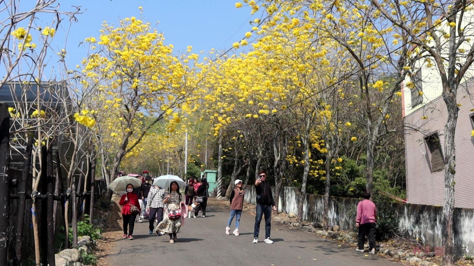 （有影片）／二水坑內坑黃花風鈴木吸引遊客打卡　135巡道車重現經典時光 - https://www.watchmedia01.com