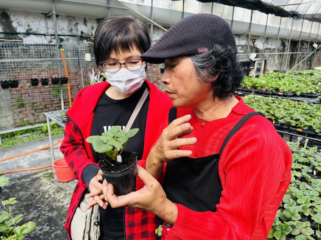 草莓姐姐鐘雪玲在社頭種草莓 引進歐日系種苗鼓勵民眾在家當草莓族 - https://www.watchmedia01.com