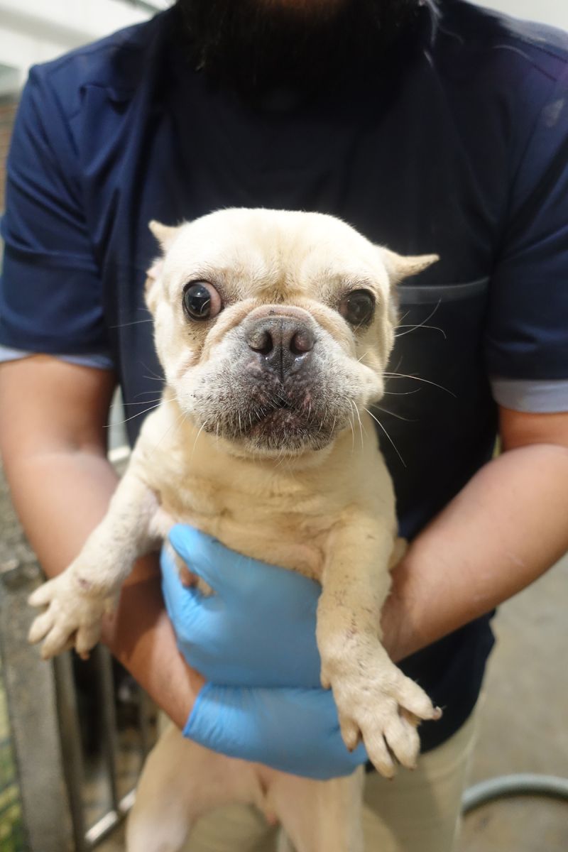 法鬥繁殖場倒閉 犬隻及業者下場曝 - https://www.watchmedia01.com