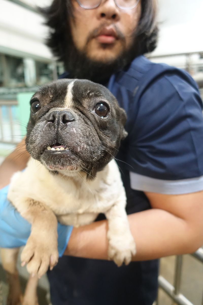 法鬥繁殖場倒閉 犬隻及業者下場曝 - https://www.watchmedia01.com