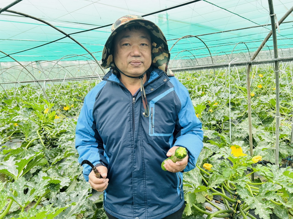 永靖農友陳峻年栽種櫛瓜 北漂成為高檔餐廳最愛 - https://www.watchmedia01.com