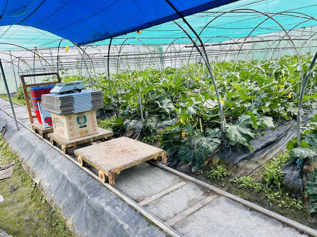 永靖農友陳峻年栽種櫛瓜 北漂成為高檔餐廳最愛 - https://www.watchmedia01.com