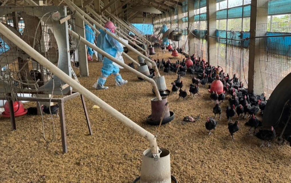 台西鄉土雞場發生H5N1禽流感　撲殺銷毀12,420隻黑羽土雞 - https://www.watchmedia01.com