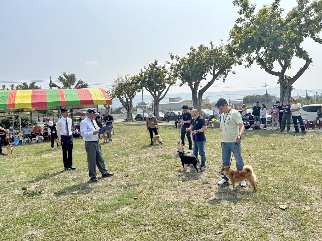 2024柴犬選秀大賽萌翻 日本籍裁判長嚴選小柴堪比選美大會 - https://www.watchmedia01.com