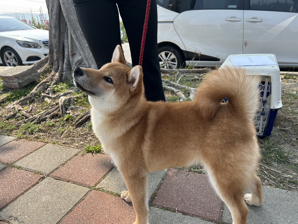 2024柴犬選秀大賽萌翻 日本籍裁判長嚴選小柴堪比選美大會 - https://www.watchmedia01.com