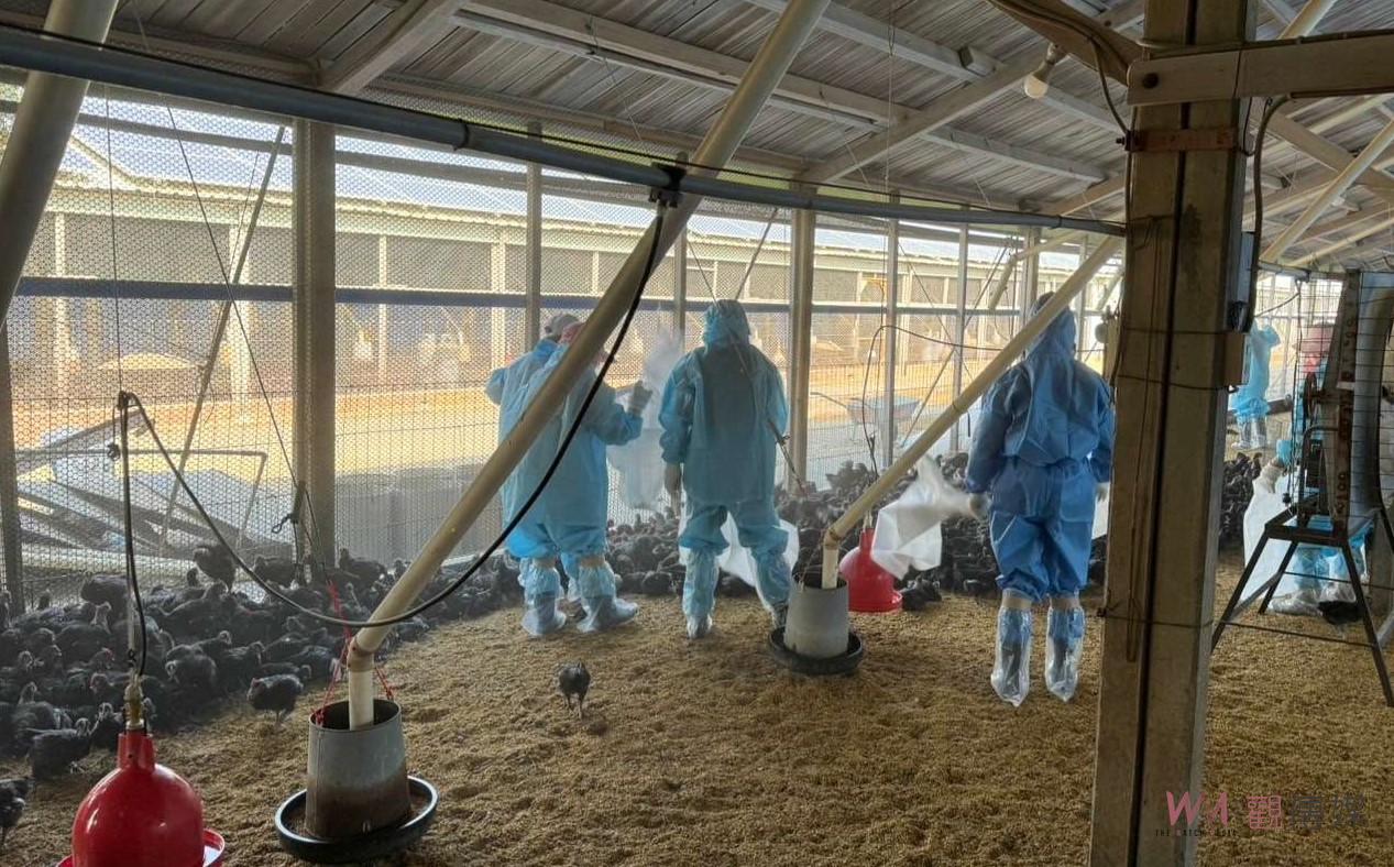 虎尾土雞場發生H5N1禽流感　撲殺銷毀11,108隻黑羽土雞 - https://www.watchmedia01.com