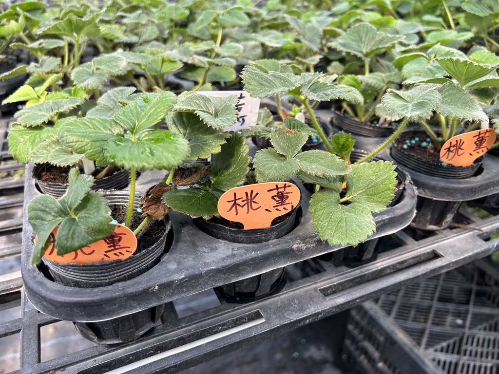 鮮摘甜蜜蜜的糖葫蘆 草莓業者巧思成功迎合全家大小的食農教育 - https://www.watchmedia01.com