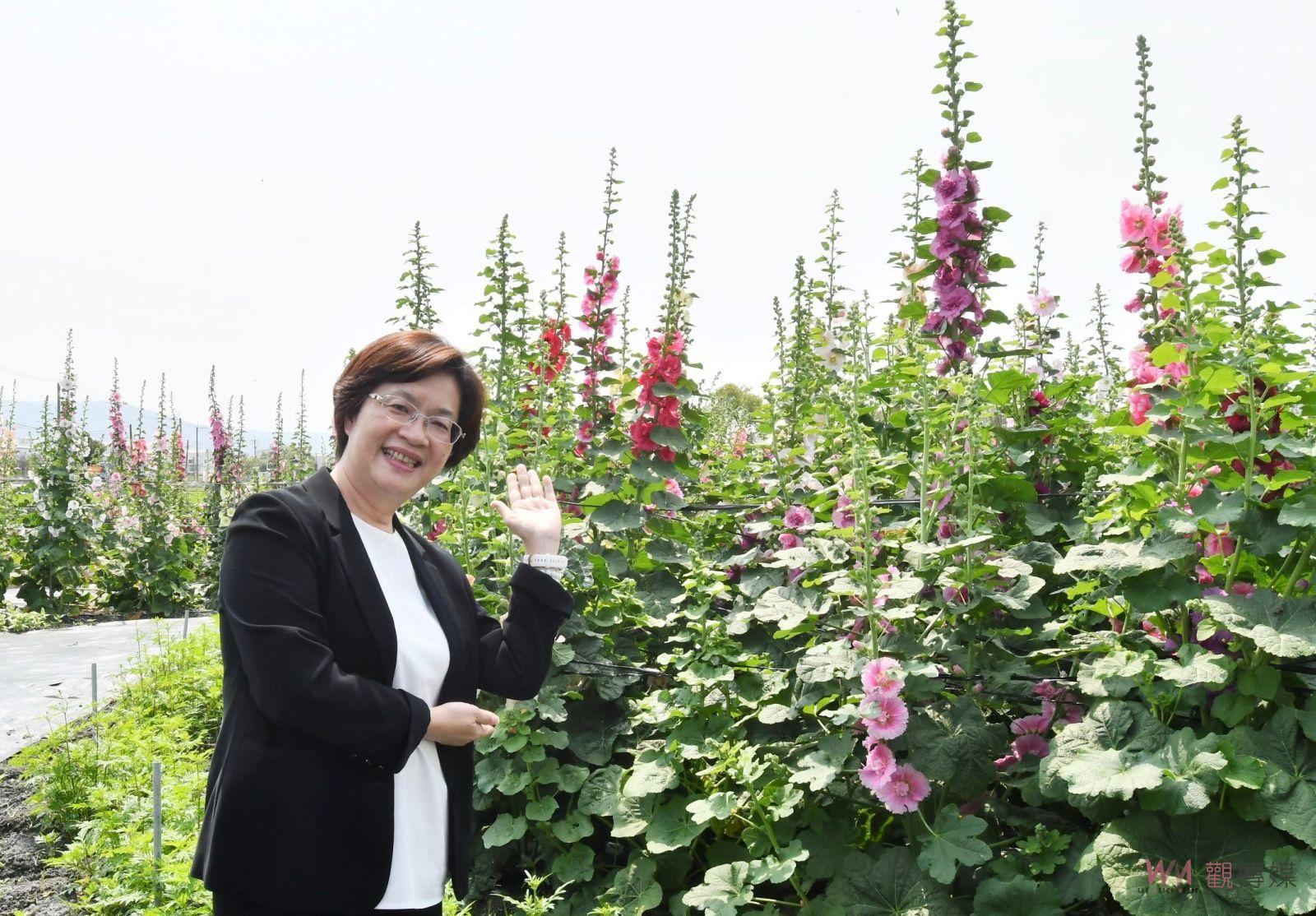 （有影片）／2024員林蜀葵花季　「花中巨人」歡迎您來賞花 - https://www.watchmedia01.com