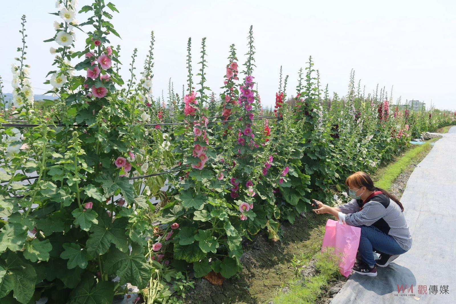（有影片）／2024員林蜀葵花季　「花中巨人」歡迎您來賞花 - https://www.watchmedia01.com