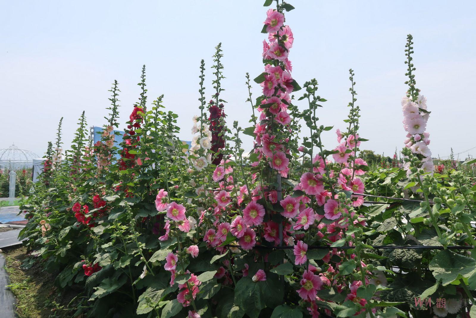 （有影片）／2024員林蜀葵花季　「花中巨人」歡迎您來賞花 - https://www.watchmedia01.com