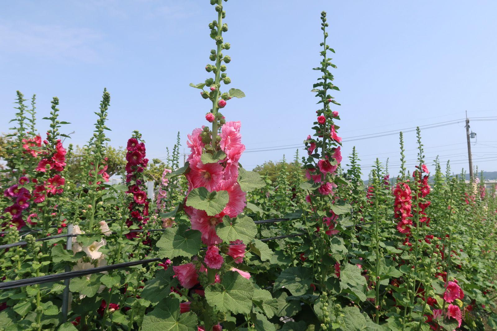 （有影片）／2024員林蜀葵花季　「花中巨人」歡迎您來賞花 - https://www.watchmedia01.com