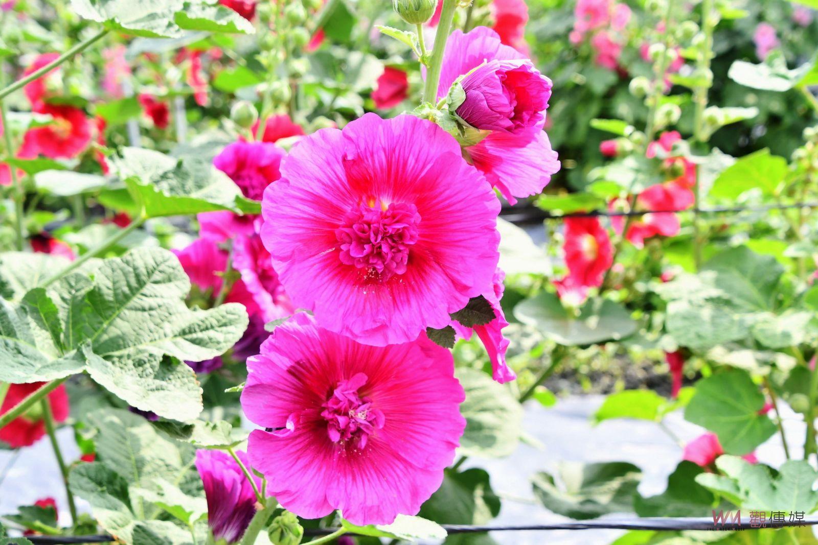 （有影片）／2024員林蜀葵花季　「花中巨人」歡迎您來賞花 - https://www.watchmedia01.com