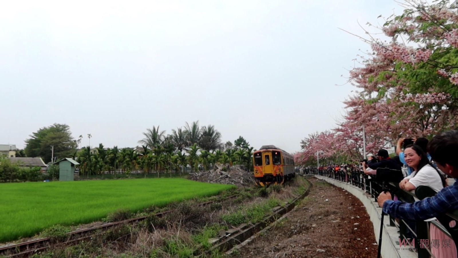 （有影片）／二水鄉花旗木花海迎接小火車　2024自行車暨鐵道櫻花音樂祭開鑼 - https://www.watchmedia01.com