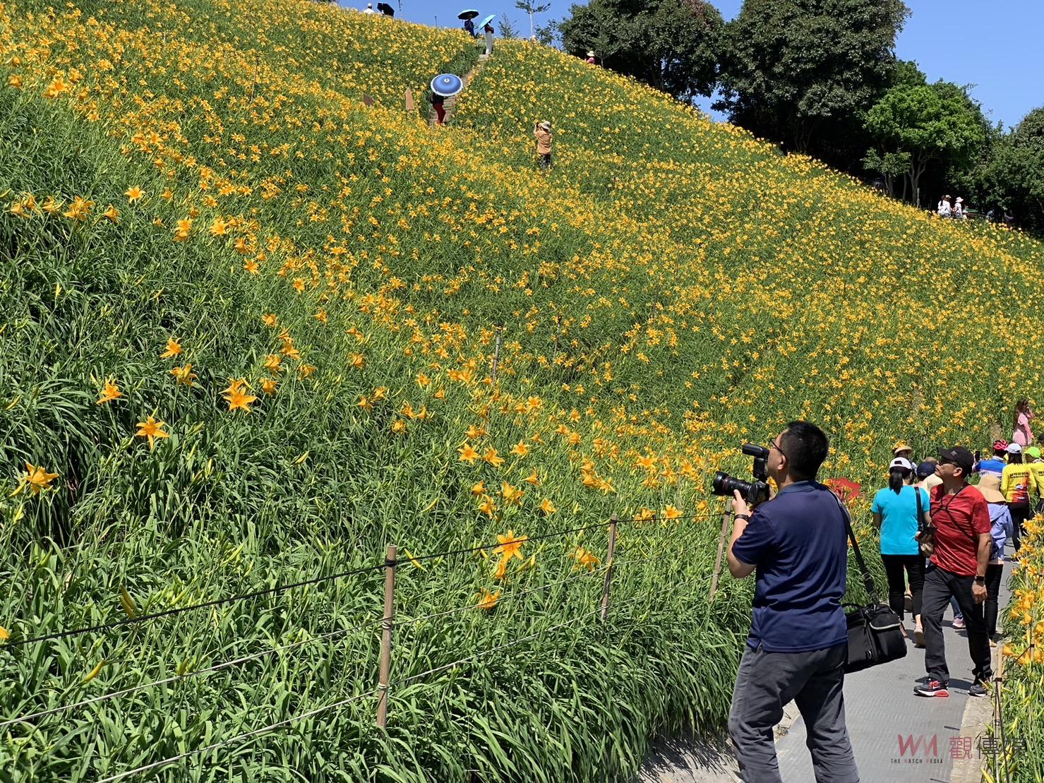 （有影片）／花壇虎山巖金針花海：今年首朵金針花參山處開放預測 - https://www.watchmedia01.com