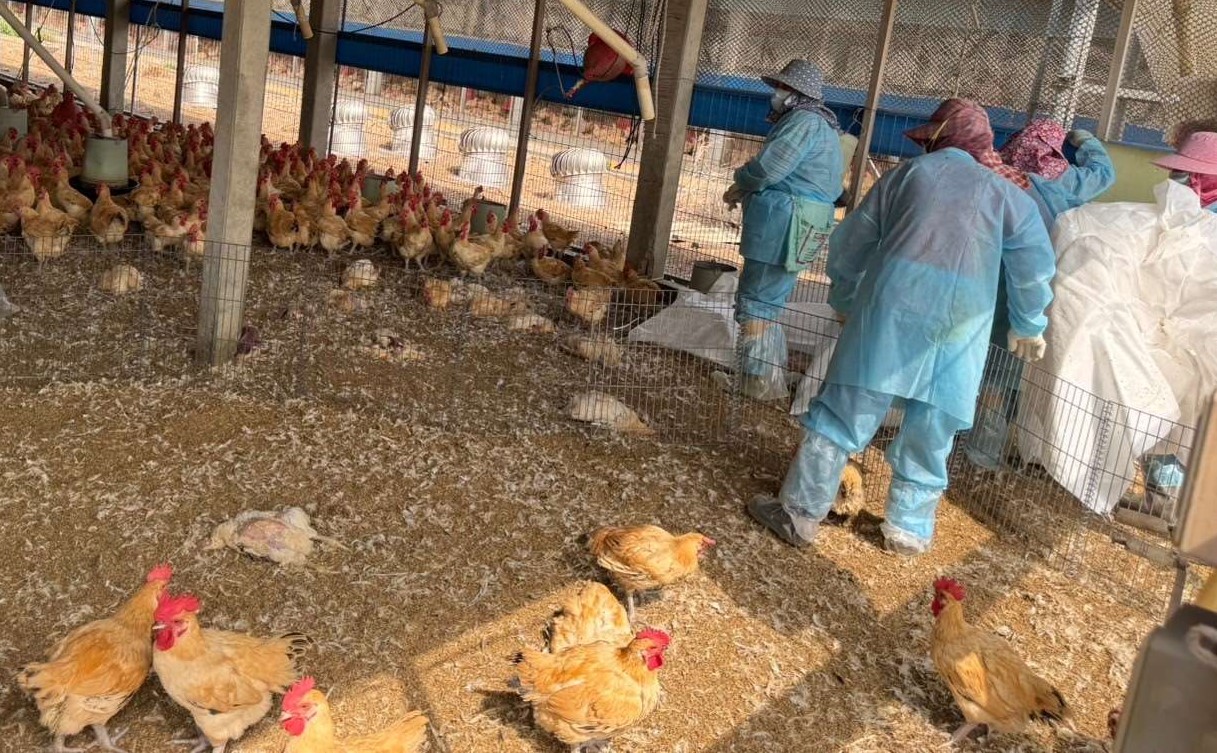 莿桐1土雞場爆發H5N1禽流感　撲殺銷毀23,571隻紅羽土雞 - https://www.watchmedia01.com