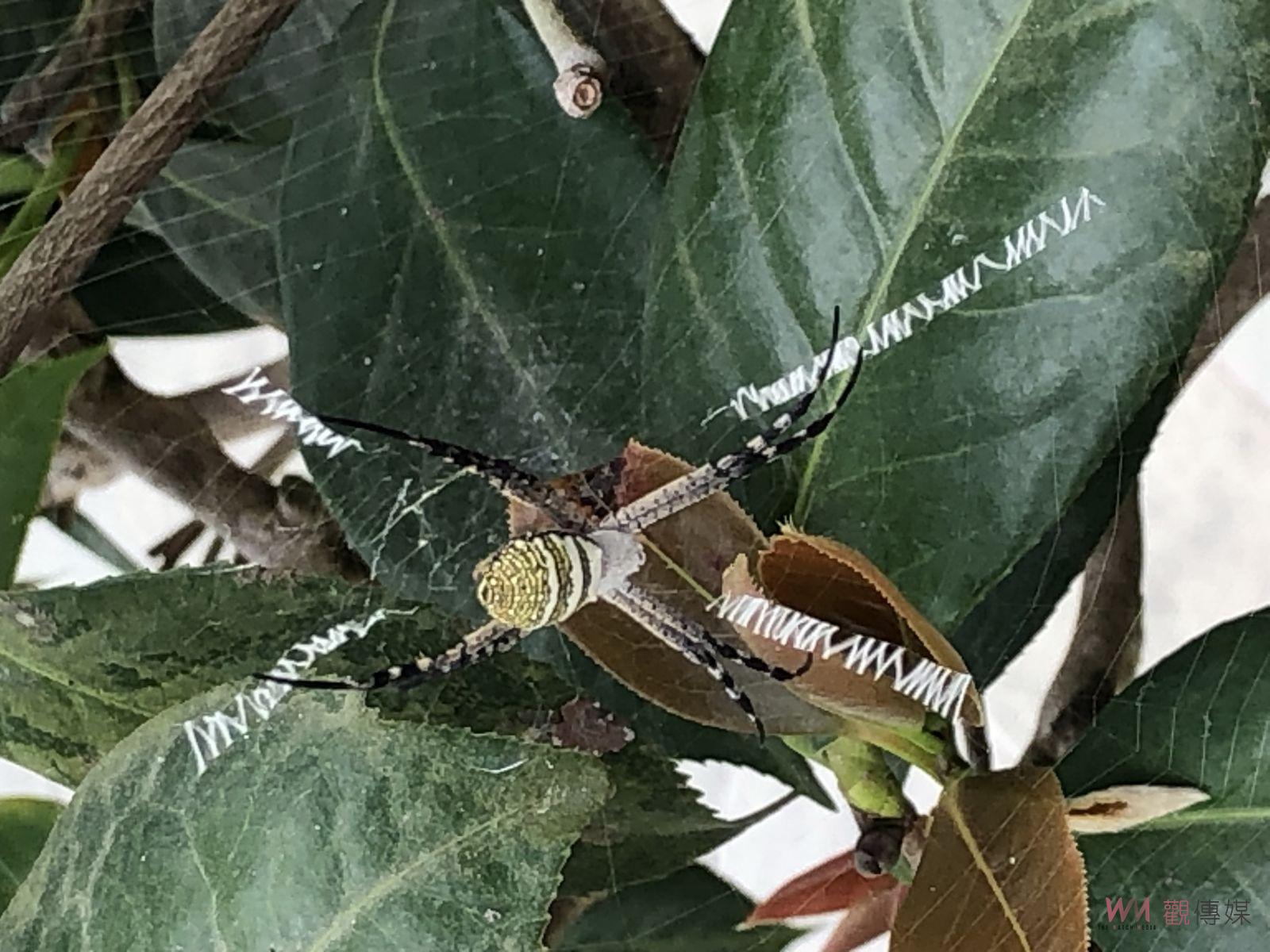 （有影片）／清水岩寺觀世音菩薩誕辰　茶樹上蜘蛛網變成英文字母 - https://www.watchmedia01.com