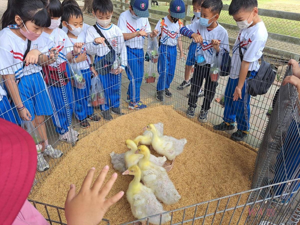 北港農工食農教育向下扎根 小一學童參訪農經科及畜保科 - https://www.watchmedia01.com