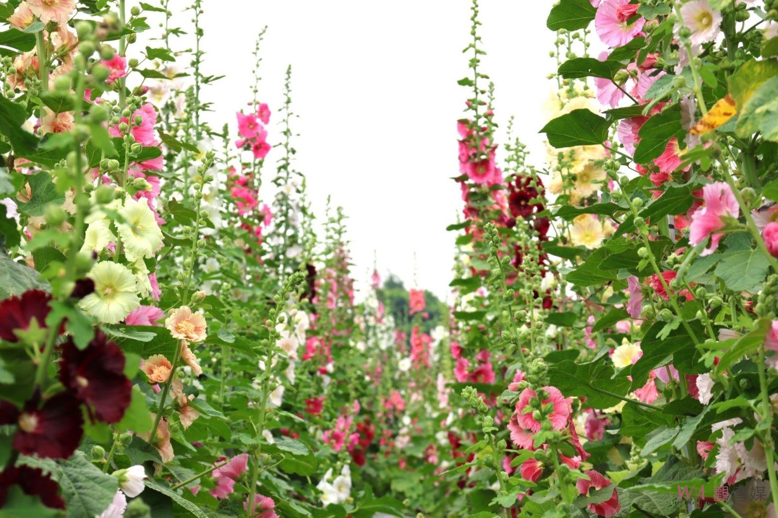 （有影片）／春日童趣嘉年華　2024花田囍事童遊蜀葵花　波力與蜀葵同樂 - https://www.watchmedia01.com