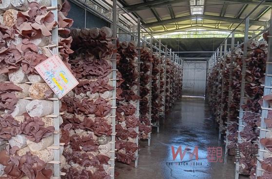 寶林食安莫名波及中埔木耳嚴重滯銷 業者強調品質盼政府還清白 - https://www.watchmedia01.com