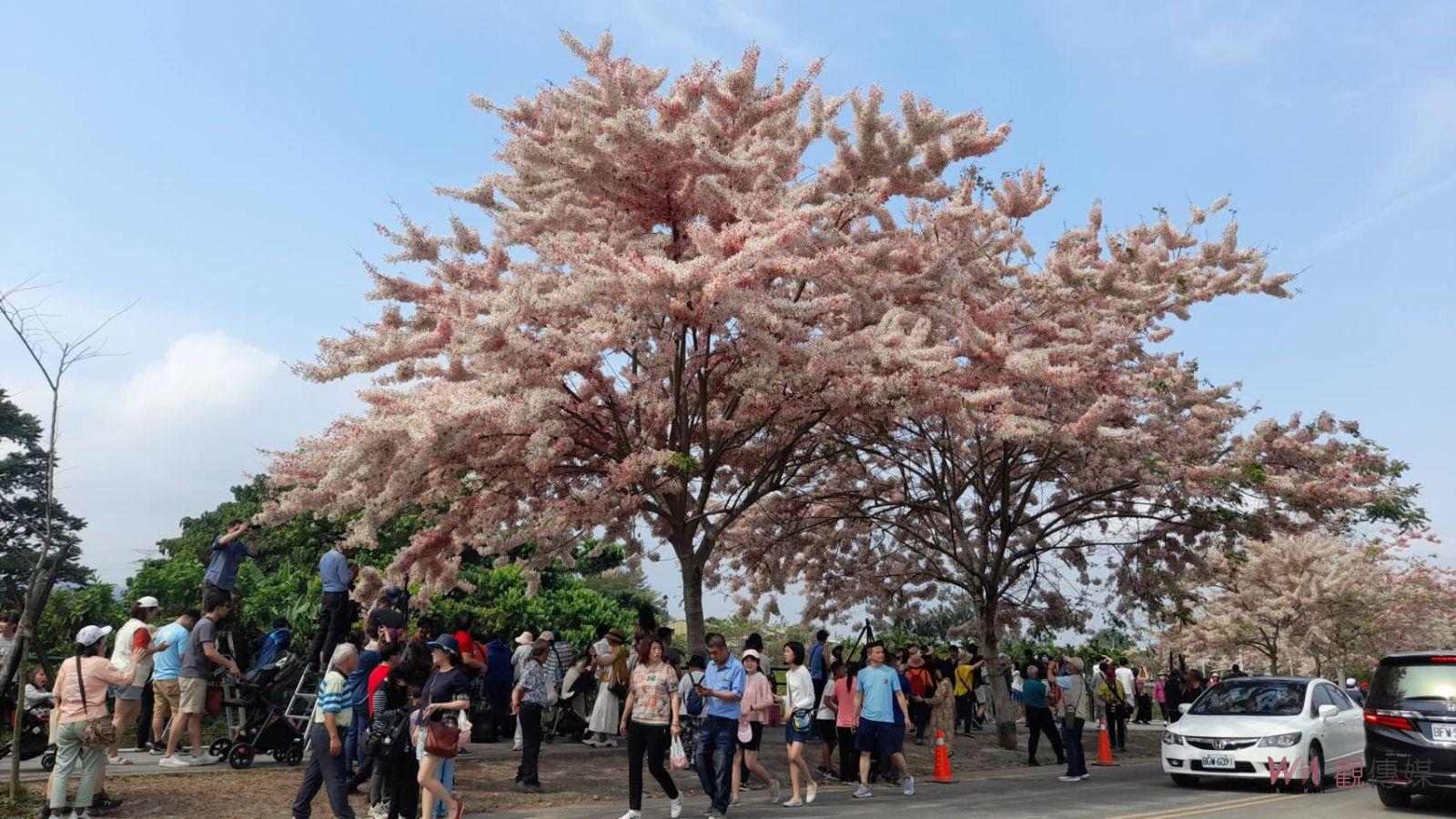 （有影片）／二水鐵道櫻花 絕美花海熱情迎客　清明假期賞花好去處 - https://www.watchmedia01.com