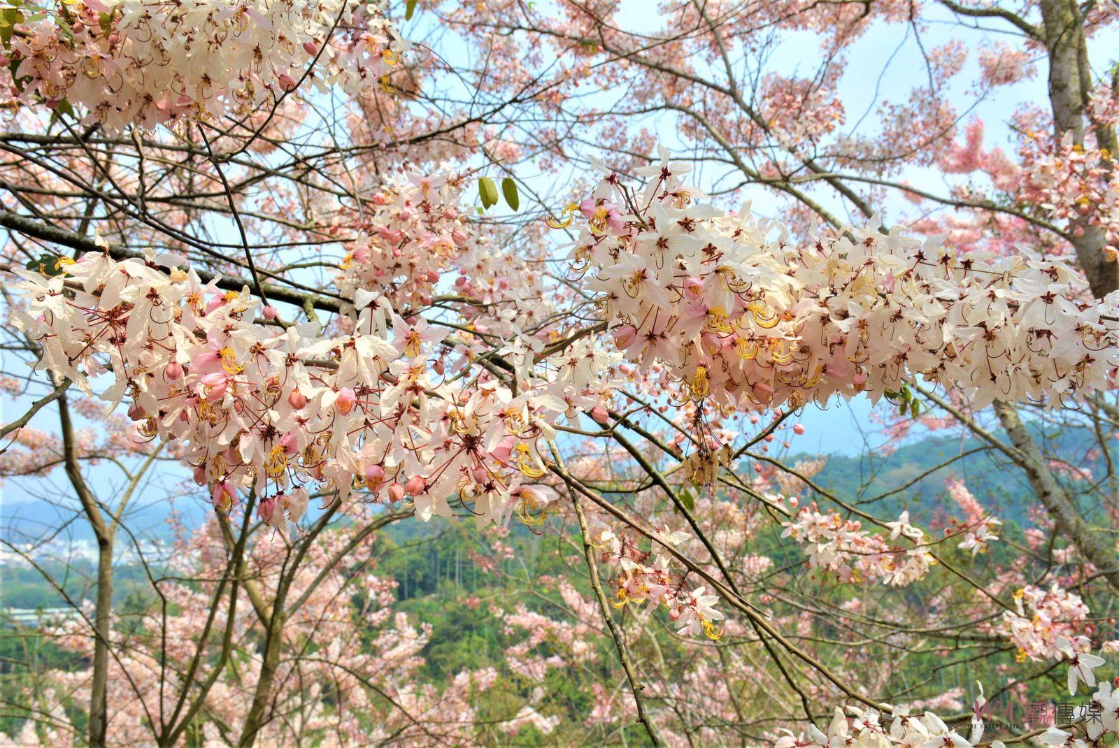 漫步粉紅花海　阿拉伯粉紅村3000株花旗木綻放迎客 - https://www.watchmedia01.com