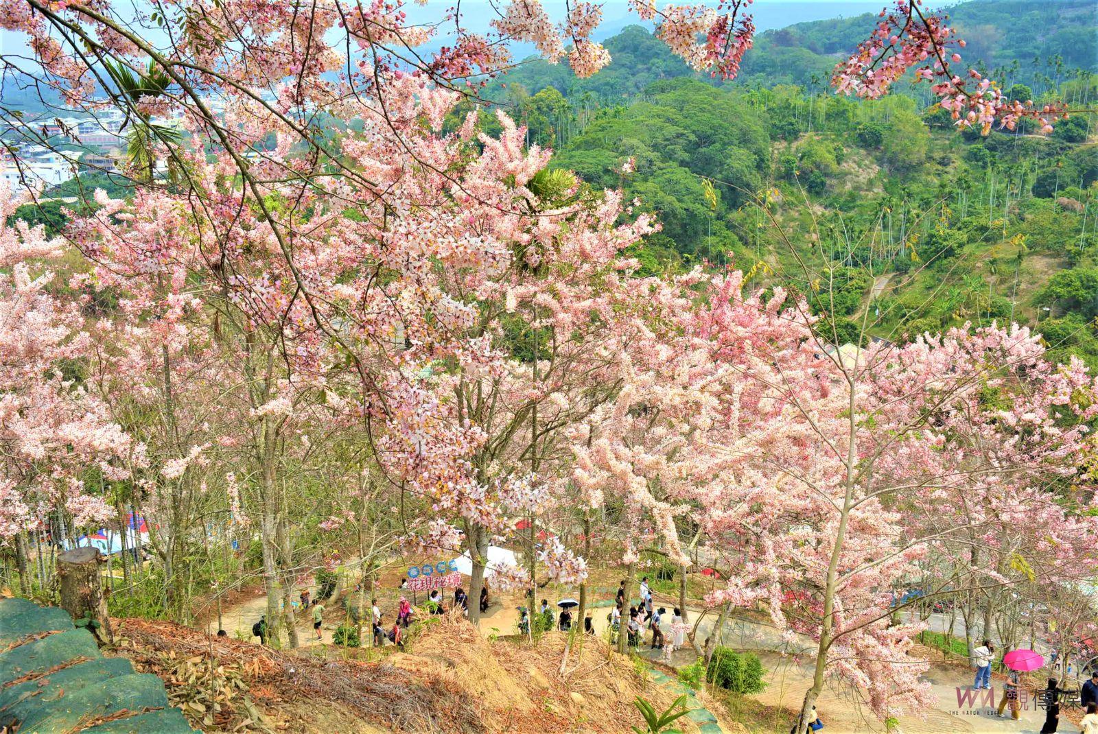 漫步粉紅花海　阿拉伯粉紅村3000株花旗木綻放迎客 - https://www.watchmedia01.com