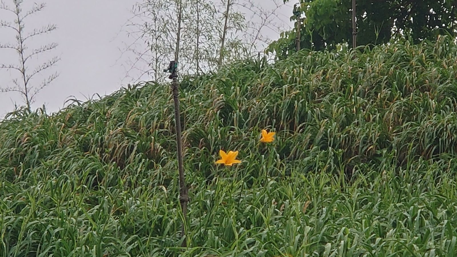 （有影片）／台東7號金針花罕見現象：花壇鄉虎山巖開出姐妹花 - https://www.watchmedia01.com