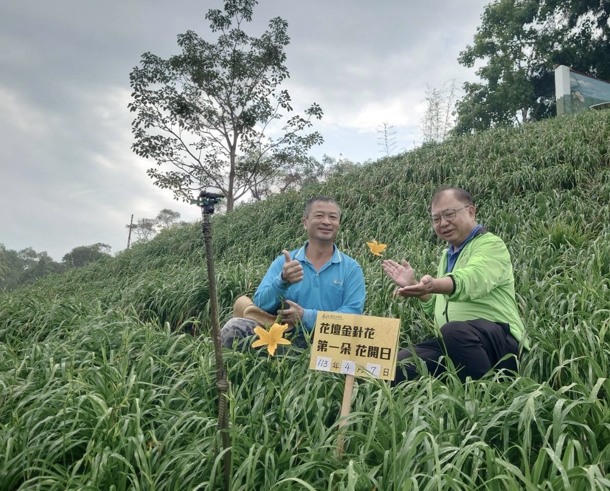 （有影片）／台東7號金針花罕見現象：花壇鄉虎山巖開出姐妹花 - https://www.watchmedia01.com